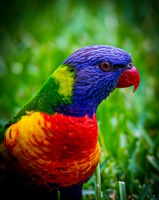  rainbow lorikeet
