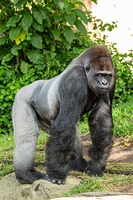  Gorilla
