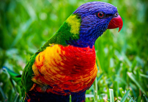  rainbow lorikeet

